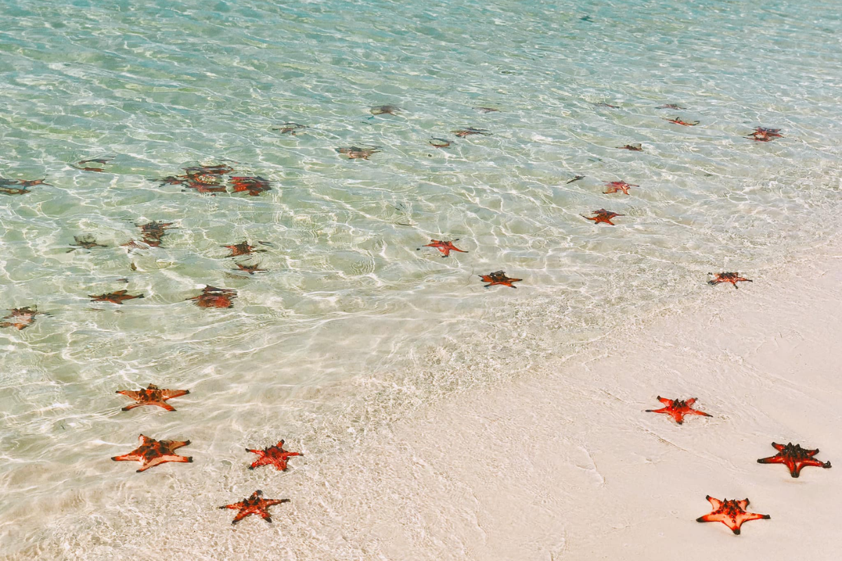 A close-up of red starfish at Rach Vem Beach